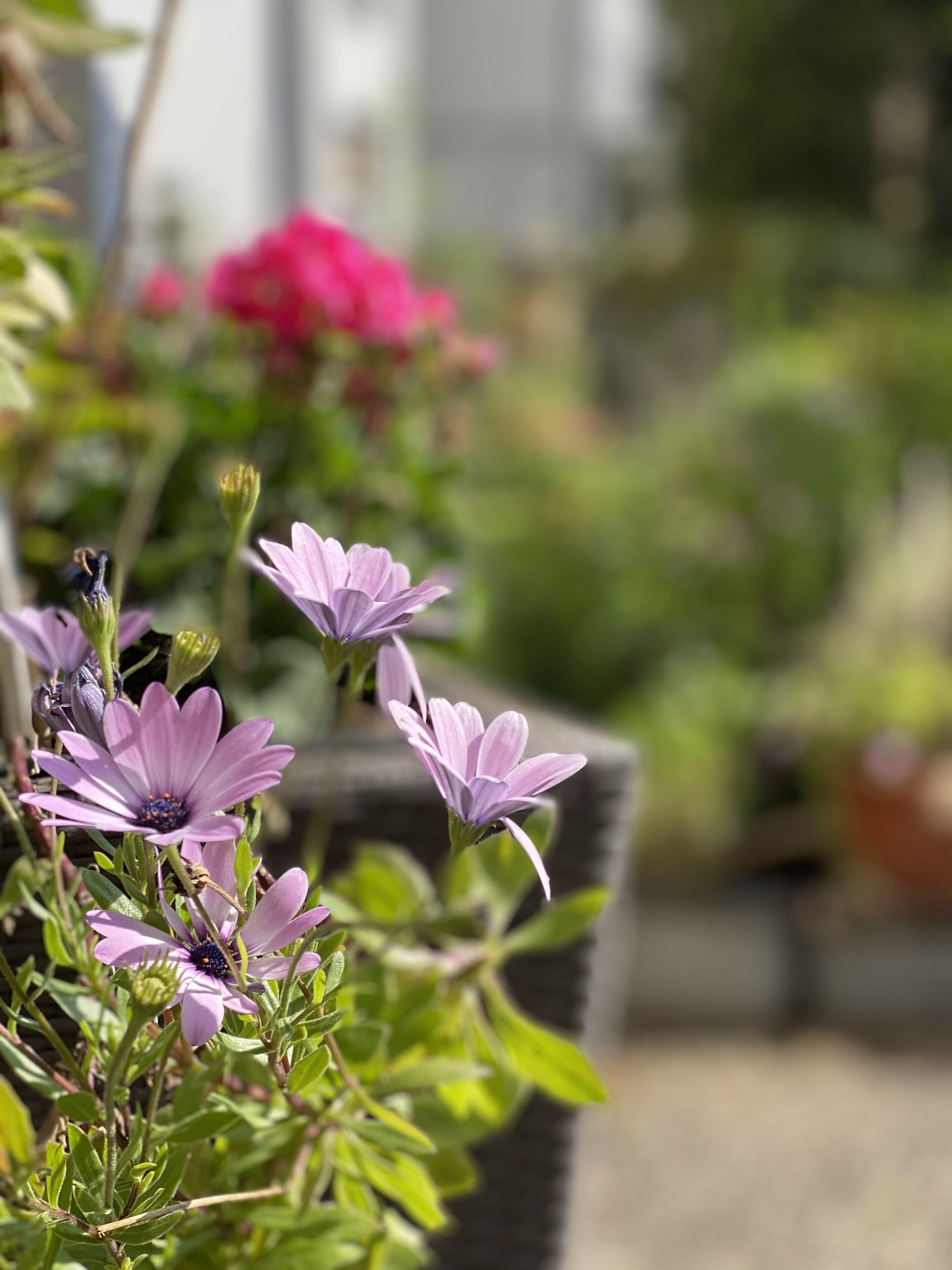 Cascade Superior Hotel Dusseldorf