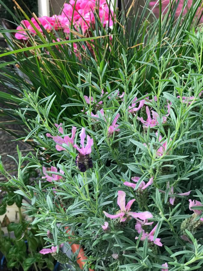 Cascade Superior Dusseldorf